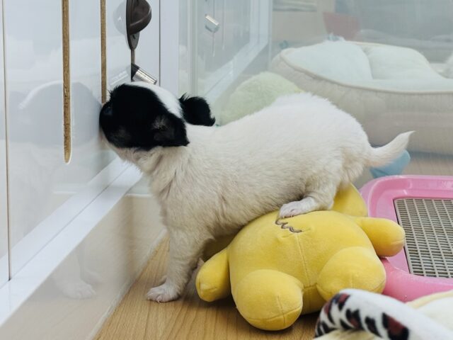 チワマル（マルチワ）