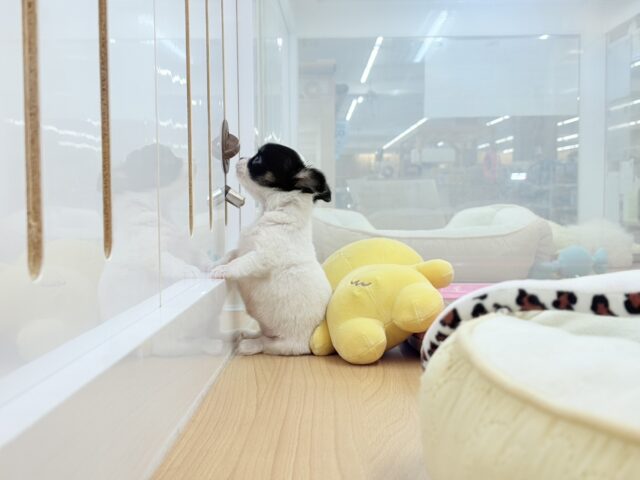 チワマル（マルチワ）