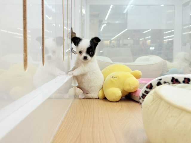 チワマル（マルチワ）