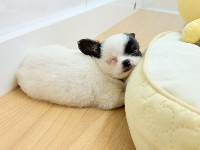 チワマル（マルチワ）