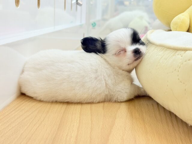 チワマル（マルチワ）