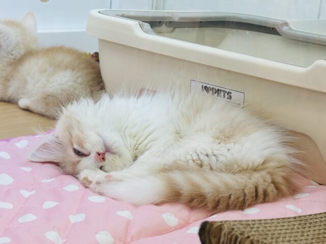 スコティッシュフォールド