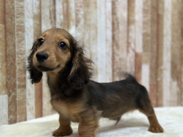 ミニチュアダックス