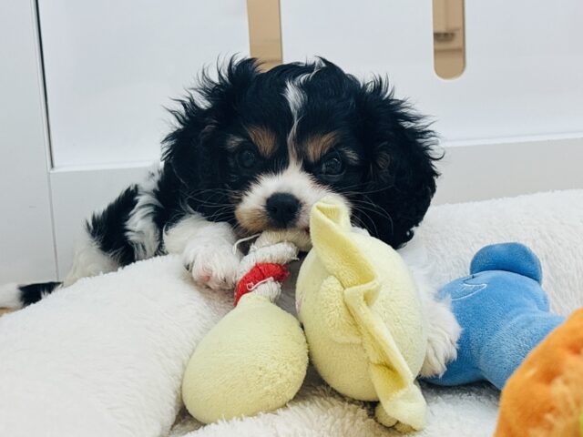 キャバリア・キングチャールズ・スパニエル