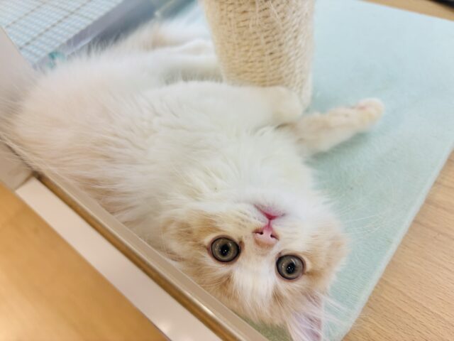 スコティッシュフォールド