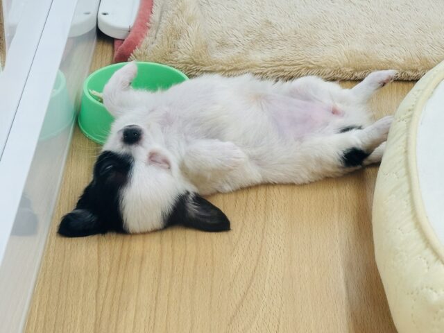 チワマル（マルチワ）