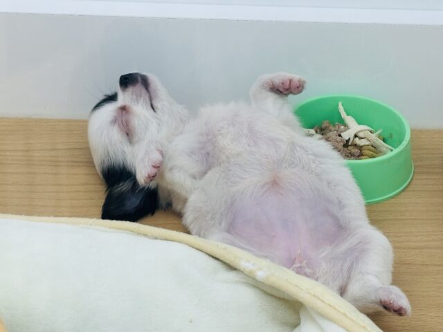 チワマル（マルチワ）