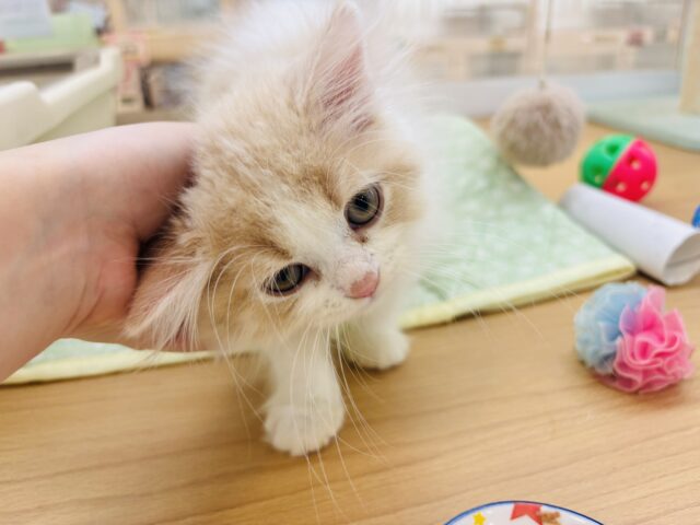 スコティッシュフォールド