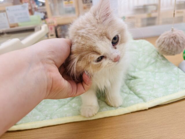 スコティッシュフォールド