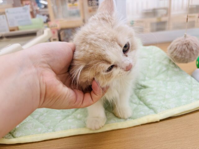 スコティッシュフォールド