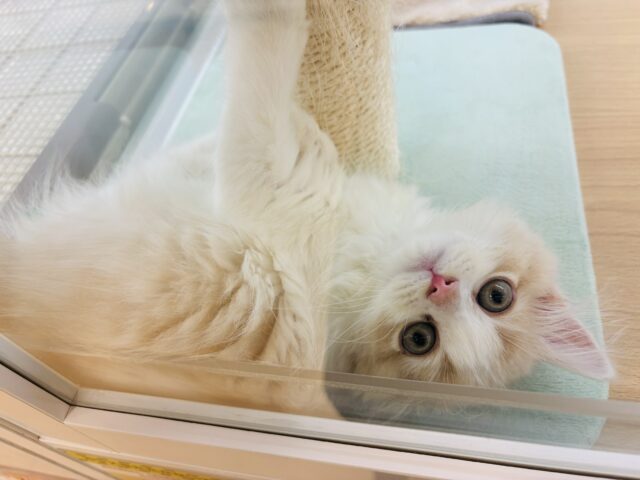 僕の可愛さはヤバいよ？？スコティッシュフォールドくん！