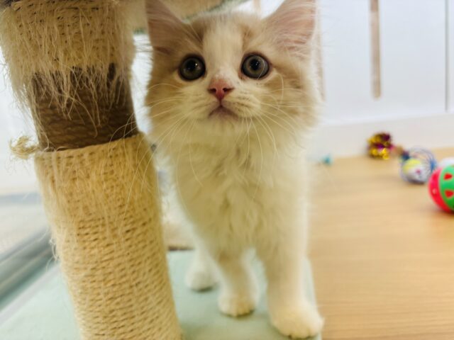 スコティッシュフォールド