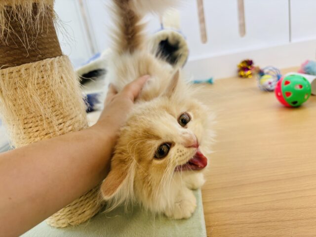 スコティッシュフォールド