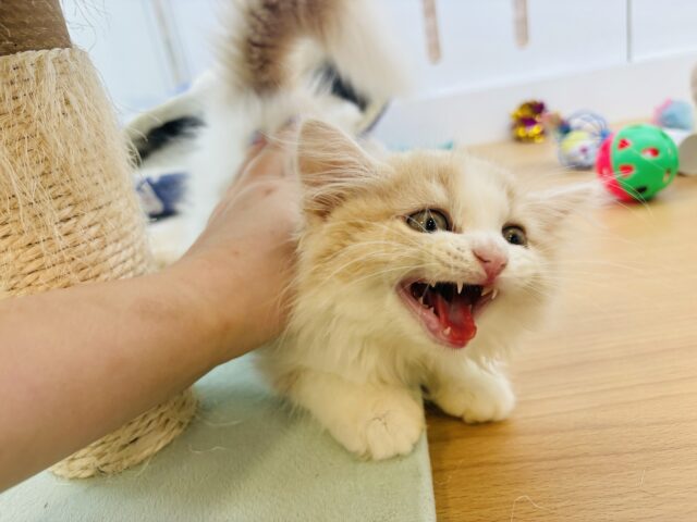 スコティッシュフォールド