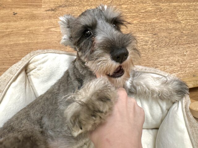 ミニチュアシュナウザー