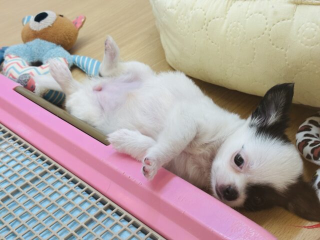 チワマル（マルチワ）