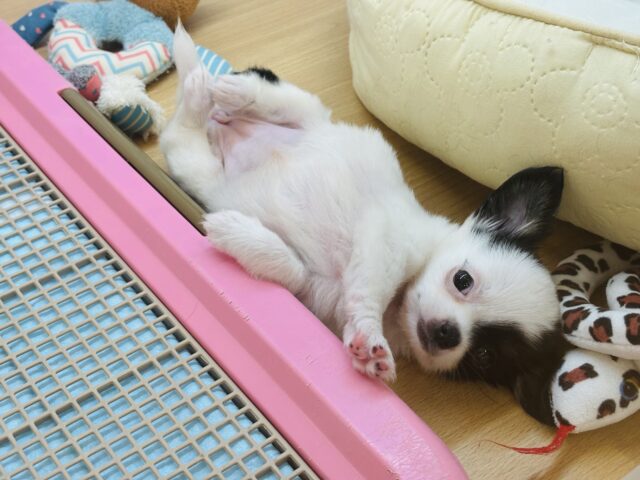 チワマル（マルチワ）