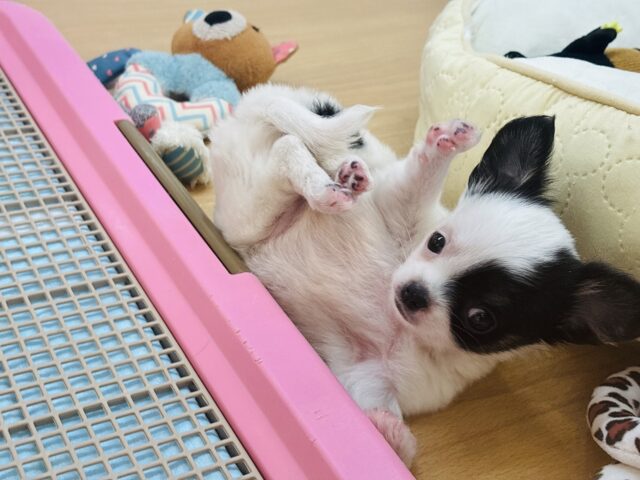 チワマル（マルチワ）