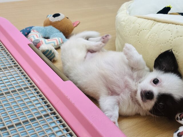 チワマル（マルチワ）