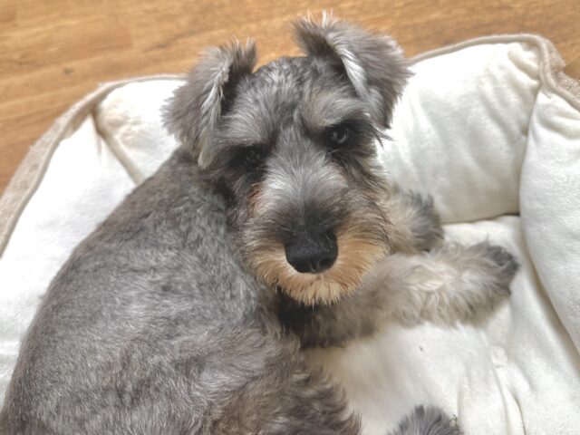 ミニチュアシュナウザー