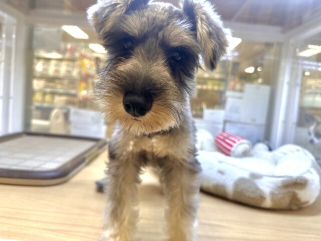 ミニチュアシュナウザー