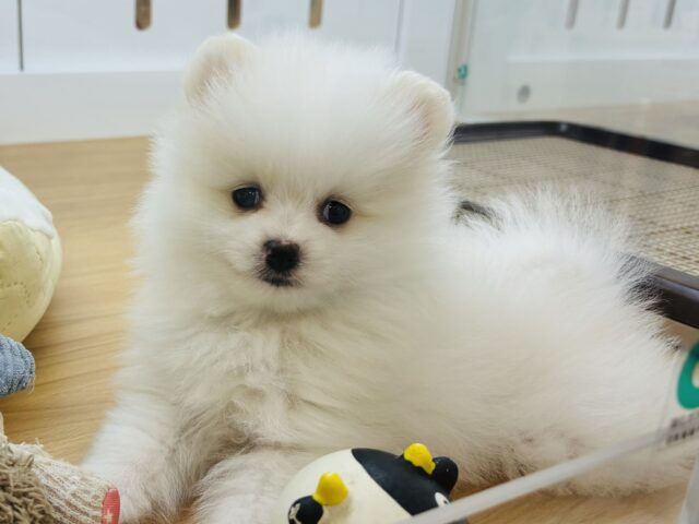 ポメラニアン