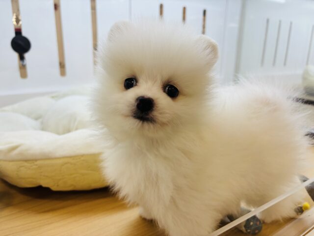 ポメラニアン
