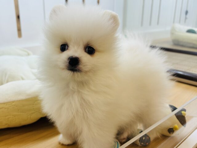ポメラニアン