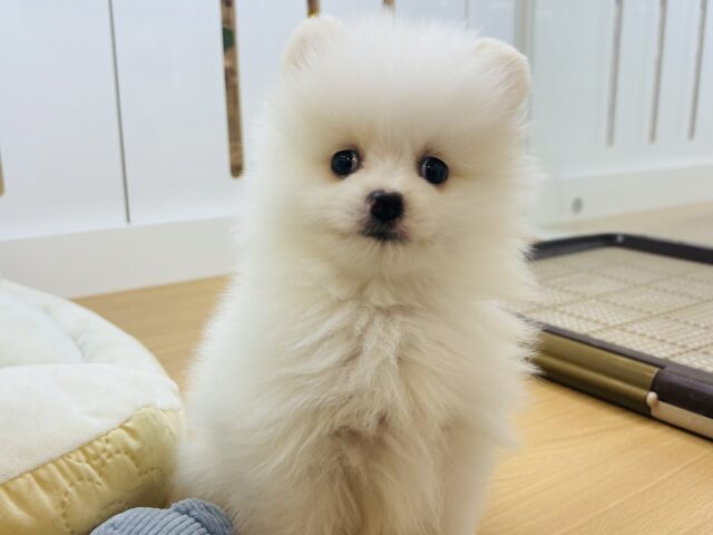 ポメラニアン