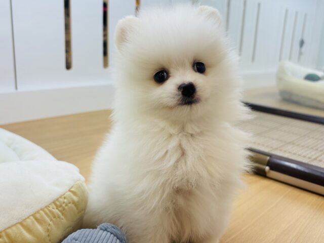 ポメラニアン