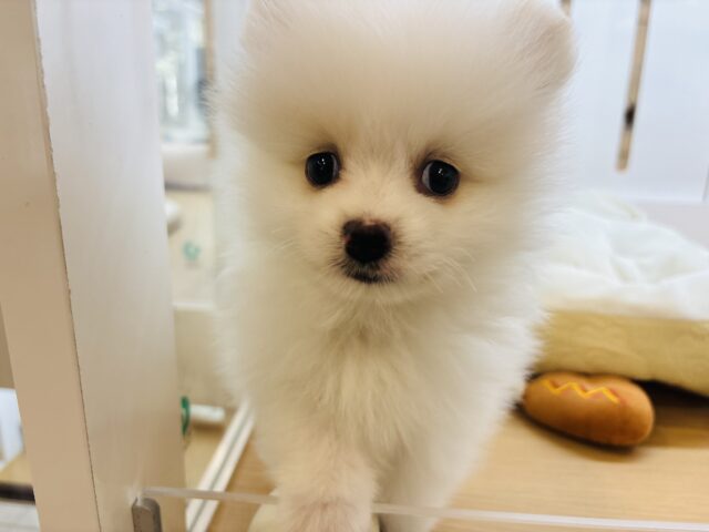 ポメラニアン