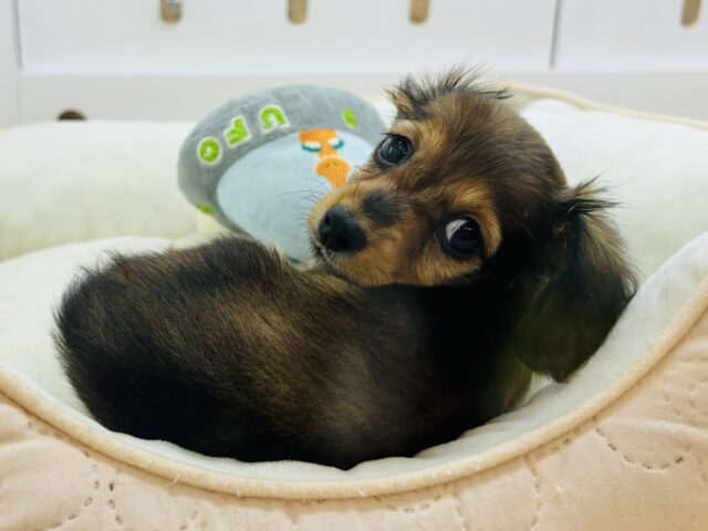 カニンヘンダックス