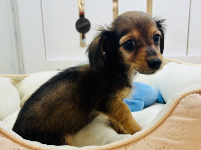 カニンヘンダックス