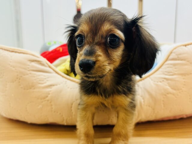 甘える準備はいつでも整ってるもん♥カニンヘンダックスちゃん！