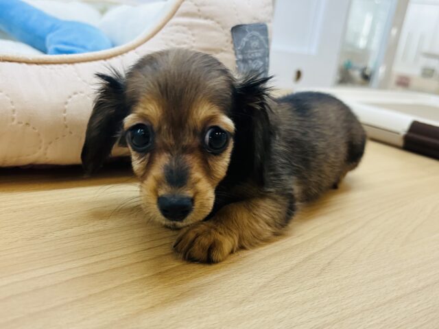 カニンヘンダックス