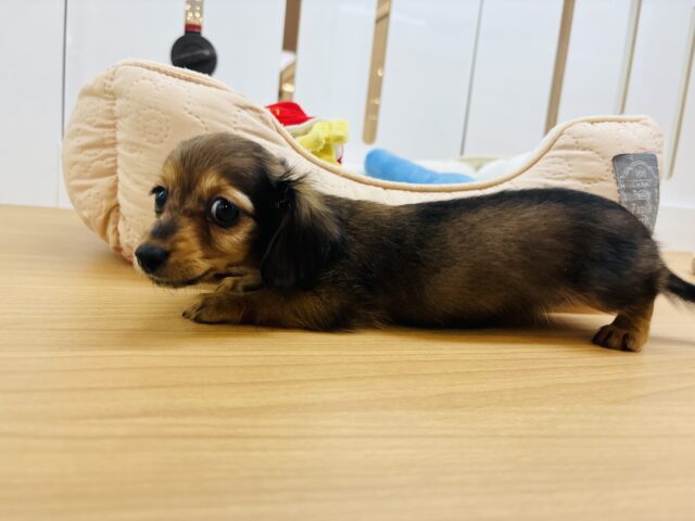 カニンヘンダックス