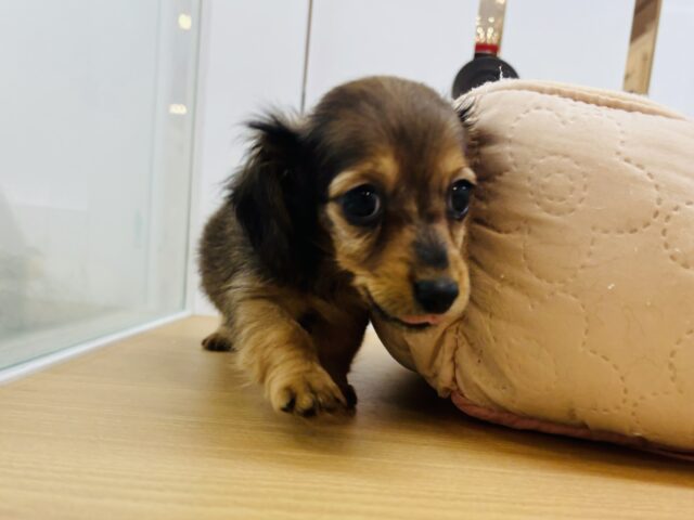 カニンヘンダックス