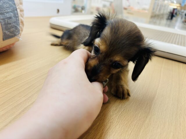 カニンヘンダックス