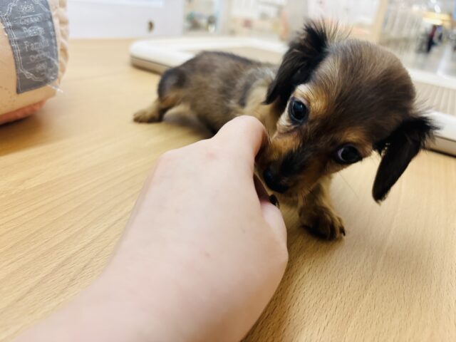 カニンヘンダックス