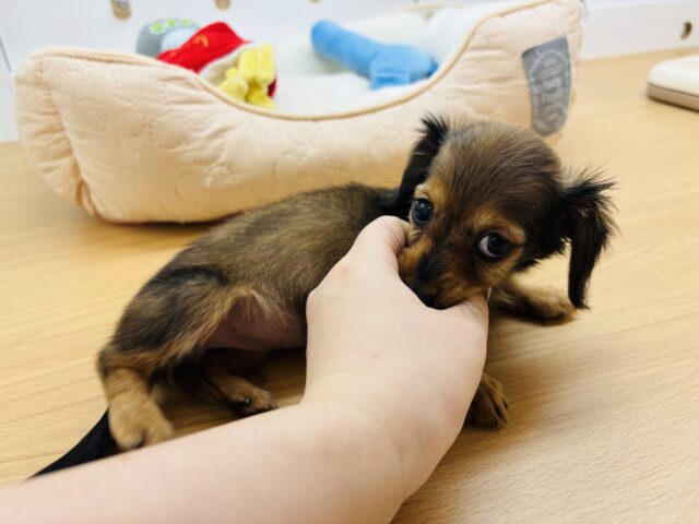 カニンヘンダックス