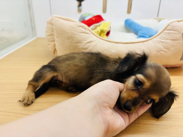 カニンヘンダックス