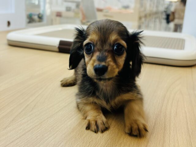 カニンヘンダックス