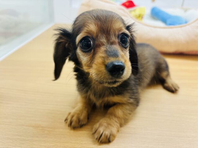 カニンヘンダックス