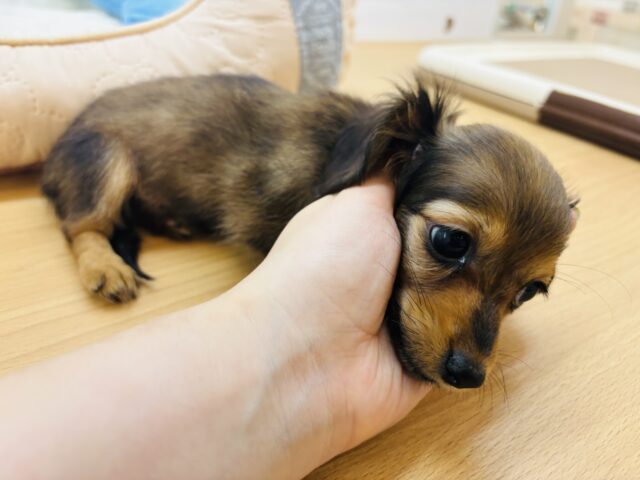 カニンヘンダックス