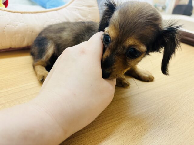 カニンヘンダックス