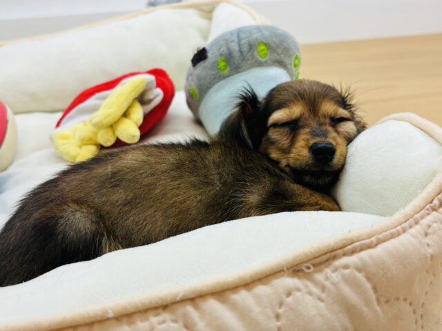 カニンヘンダックス