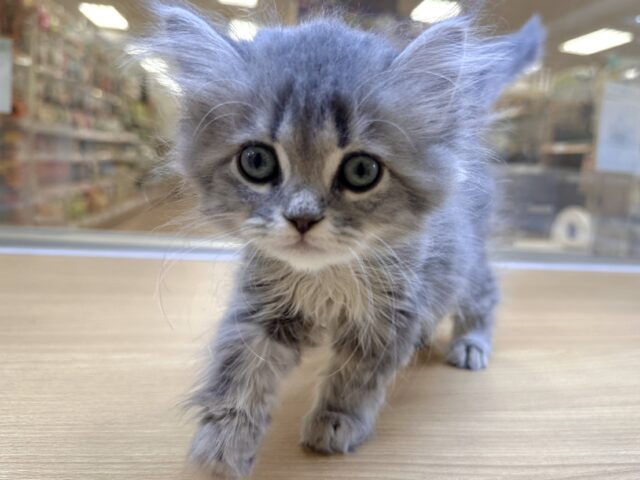 美人さん♡♡サイベリアン女の子