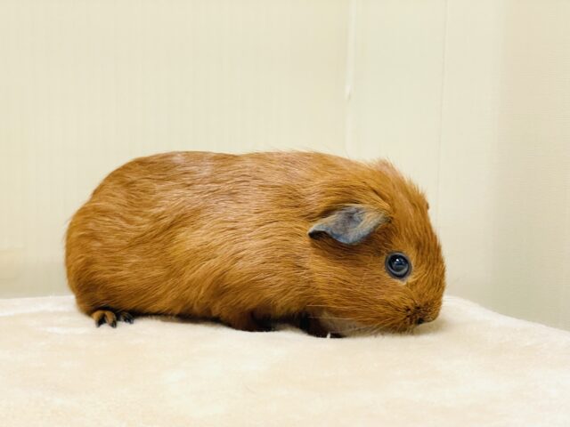 ロシアンスモークモルモット