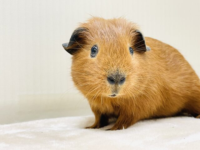 ロシアンスモークモルモット