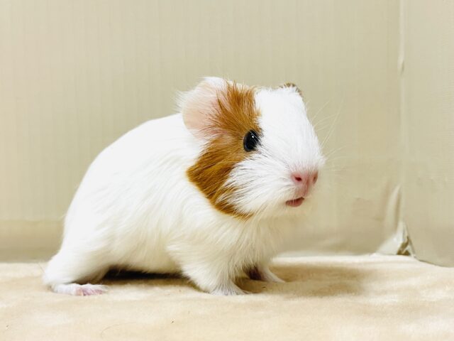 イングリッシュモルモット